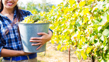 Young beautiful Woman Harvesting the grapes in vineyard. Close Upの写真素材