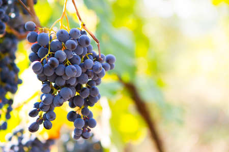 Large bunches of red wine grapes hang from an old vine in warm afternoon light. Ripe grapes in fall.