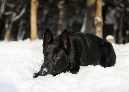 Black dog winter sitting nature snow shine day forestの写真素材