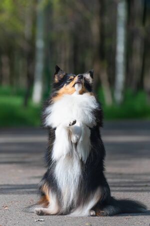 Beautiful Sheltie Scottish Sheepdog walks and performs dog training stunts in the park. Dog portrait.の写真素材