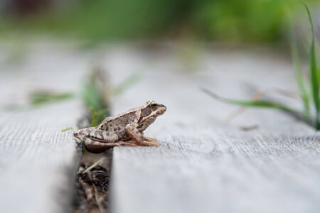 beautiful little brown frog sits in the grass and on the wood in a bright summer garden macroの写真素材