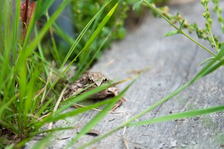 beautiful little brown frog sits in the grass and on the wood in a bright summer garden macro