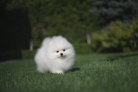 Little beautiful funny white dog German spitz baby face puppy on green grass runs plays and sitsの写真素材