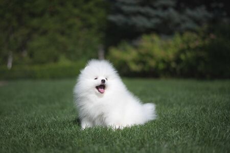 Little beautiful funny white dog German spitz baby face puppy on green grass runs plays and sitsの写真素材