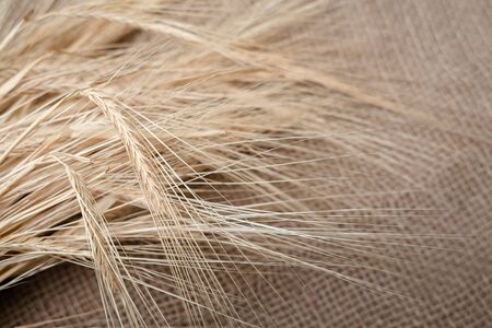 Yellow dry spikelets of wheat on burlap. Place for text. Still life close up.の写真素材