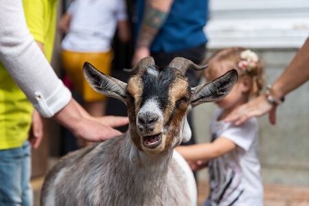 Happy small goat in a contact zoo is stroked by people and childrenの写真素材