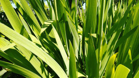 background with narrow long leaves of irisの写真素材