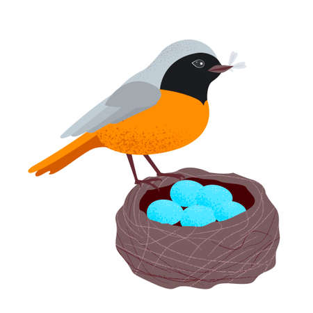 bird in a nest with eggsのイラスト素材