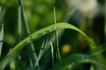 drops on the leaves. rain grass dewの写真素材