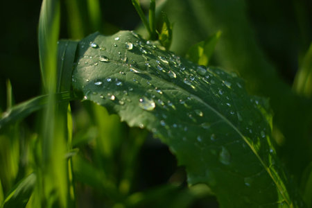 drops on the leaves. rain grass dewの写真素材