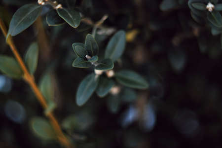green leaves detail nature greenery grass photoの写真素材