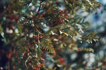 green leaves detail nature greenery grass photoの写真素材