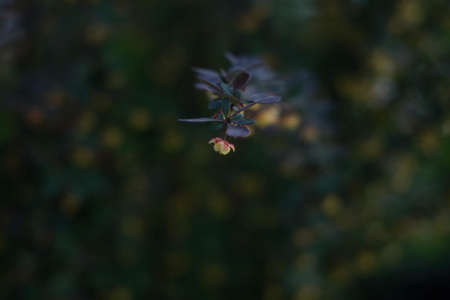 green leaves detail nature greenery grass photoの写真素材