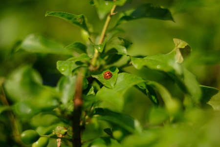 ladybug on a leaf. beetle insect leaves greensの写真素材