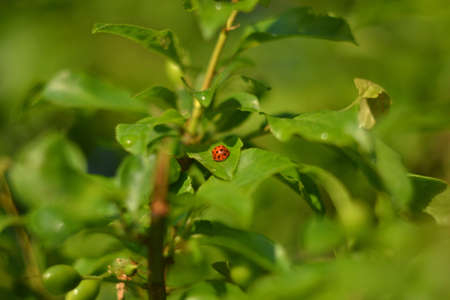 ladybug on a leaf. beetle insect leaves greensの写真素材