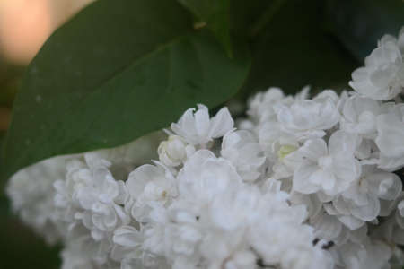 flowers lilac cherry first flowers bush with flowers floral white flowers budsの写真素材