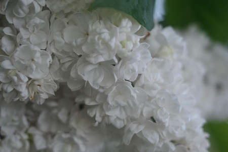 flowers lilac cherry first flowers bush with flowers floral white flowers budsの写真素材