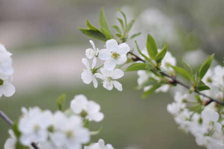 flowers lilac cherry first flowers bush with flowers floral white flowers budsの写真素材