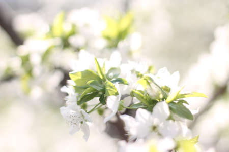 flowers lilac cherry first flowers bush with flowers floral white flowers budsの写真素材