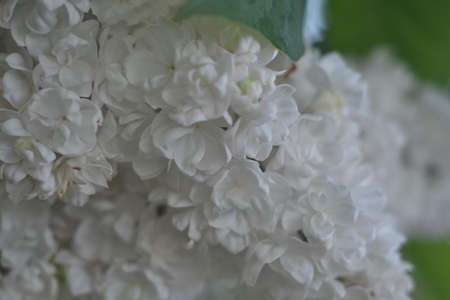 flowers lilac cherry first flowers bush with flowers floral white flowers budsの写真素材