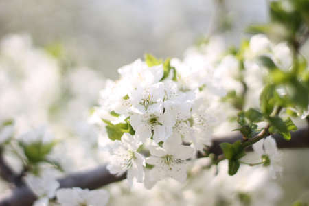 flowers lilac cherry first flowers bush with flowers floral white flowers budsの写真素材