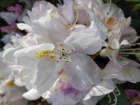 delicate flowers on a green background close-upの写真素材