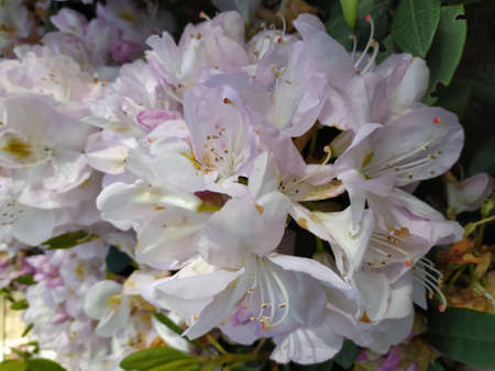 delicate flowers on a green background close-upの写真素材