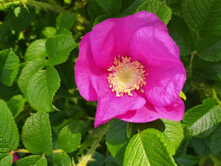 delicate flowers on a green background close-upの写真素材