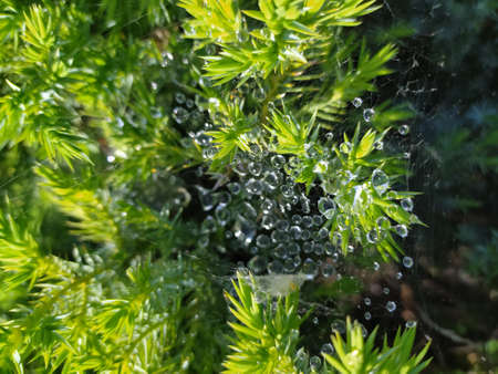 drops on the leaves. rain grass dewの写真素材