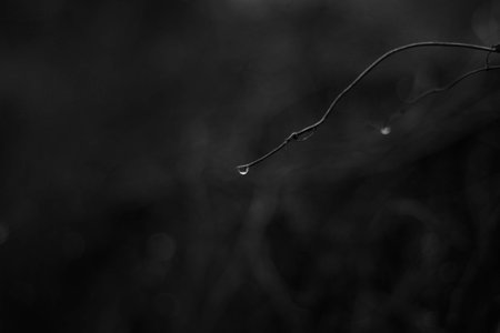 black and white raindrops or dew on a branchの写真素材