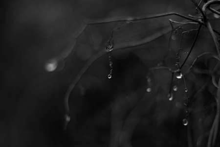 black and white raindrops or dew on a branchの写真素材