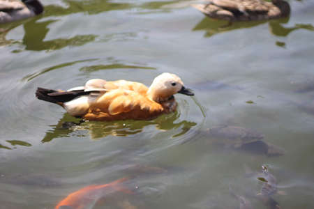 ducks in natural habitat body of water small river lakeの写真素材