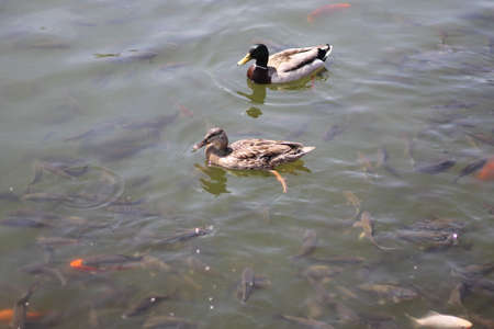 ducks in natural habitat body of water small river lakeの写真素材