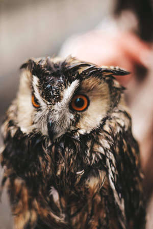 owl on the girls hand a bird with big eyesの写真素材