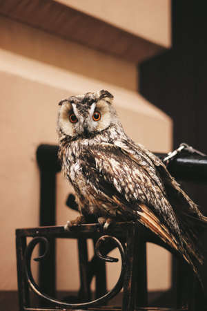 owl on the girls hand a bird with big eyesの写真素材