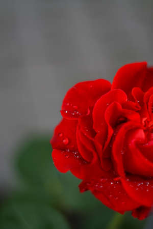 warm summer evening. rose flower. delicate petalsの写真素材