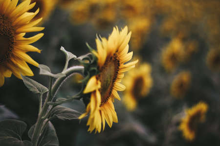 sunflowers field. sunflower oil, seeds, oil production, sunflower processing. large yellow flowers.の写真素材