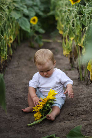 little boy on a field of sunflowers. blonde newborn baby in flowers. summer evening, summer field of sunflowers.の写真素材