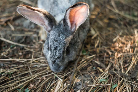 rabbits in their natural habitat. protection of animals, against animal testing of cosmetics....