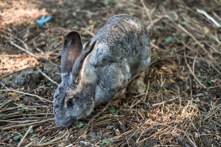 rabbits in their natural habitat. protection of animals, against animal testing of cosmetics....