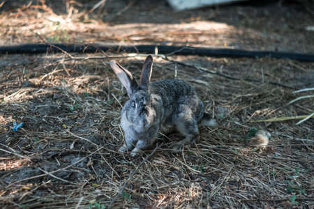 rabbits in their natural habitat. protection of animals, against animal testing of cosmetics....