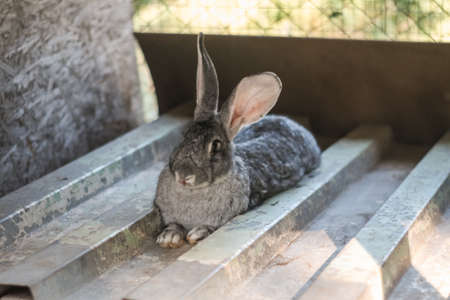the rabbit is eating. the rabbit is kept in captivity. pre-animalの写真素材