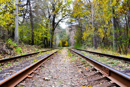 railway in the forest. beautiful landscape in the forest.