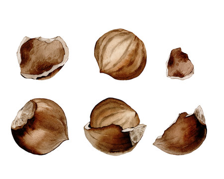 Hazelnut elements set. Hand-drawn watercolor illustration. whole and half slice nuts isolated...