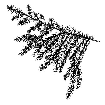 Spruce branch isolated on white background. Graphic Christmas tree. Vector illustration for Xmas cards, New year party posters.のイラスト素材