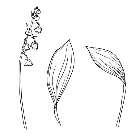 Collection set of lily of the valley flower and leaves drawing illustration. for pattern, logo, template, banner, posters, invitation and greeting card design. Vectorのイラスト素材