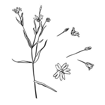 A picture showing different parts of Greater Stitchwort or Stellaria holostea or Addersmeat . vintage line drawing illustration. Sketch. Hand drawn vector illustration.のイラスト素材