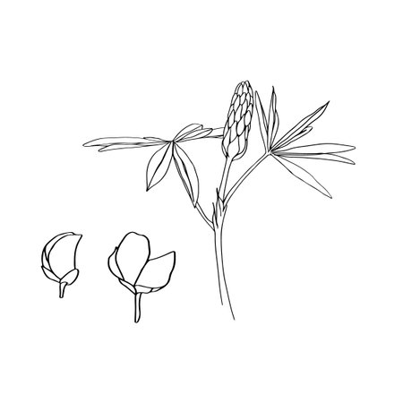 Sketch Floral Botany Collection. lupine flower. Lupinus drawings. Black and white with line art on white backgrounds. Hand Drawn Botanical Illustrations.Nature Vector.のイラスト素材
