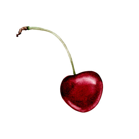 cherry fruits leaves collection realistic botanical watercolor illustration: whole sweet sour ripe juicy set isolated clipart hand painted, fresh exotic food red green for food label designの写真素材