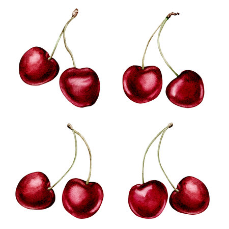 cherry fruits collection realistic botanical watercolor illustration: whole sweet sour ripe juicy set isolated clipart hand painted, fresh exotic food red green for food label design. white backgroundの写真素材